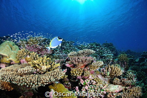 .... Maldives by Oscar Miralpeix 